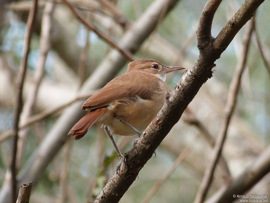 Rufous Hornero