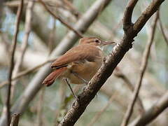 Rufous Hornero