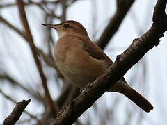 Rufous Hornero