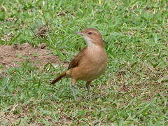 Rufous Hornero