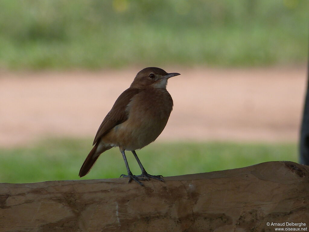 Rufous Hornero