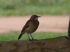 Rufous Hornero