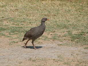 Francolin à bec rouge