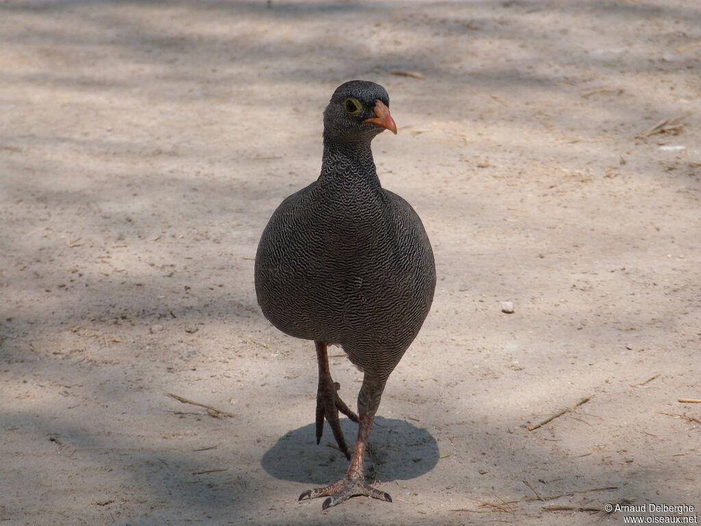 Francolin à bec rouge