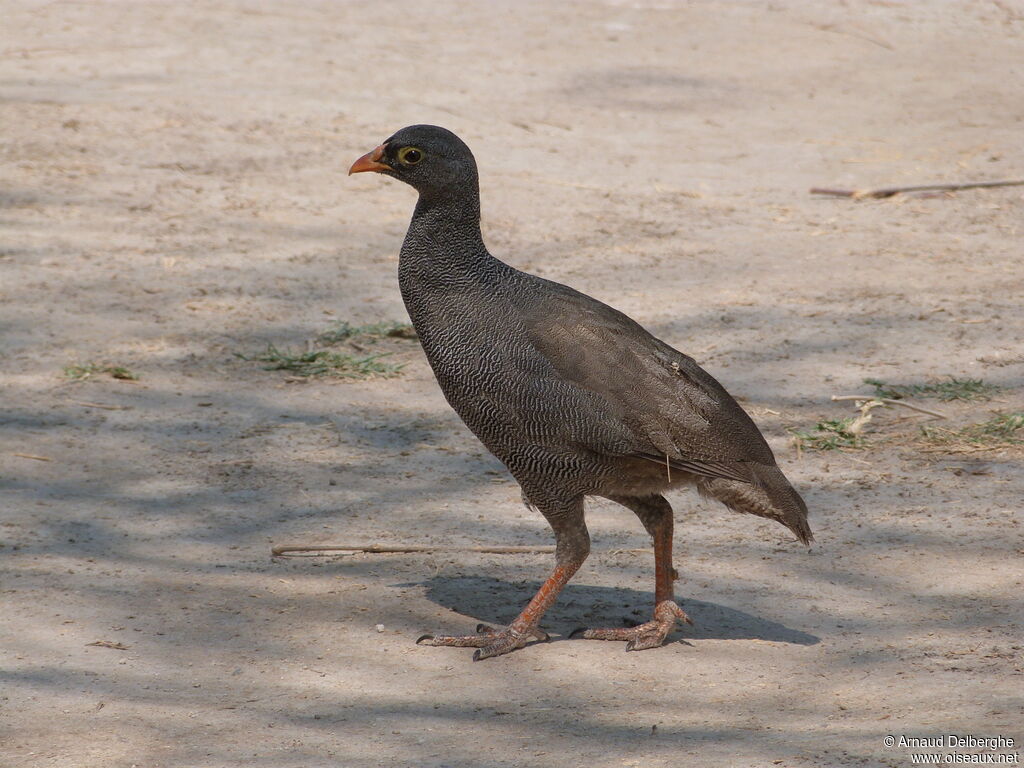 Francolin à bec rouge