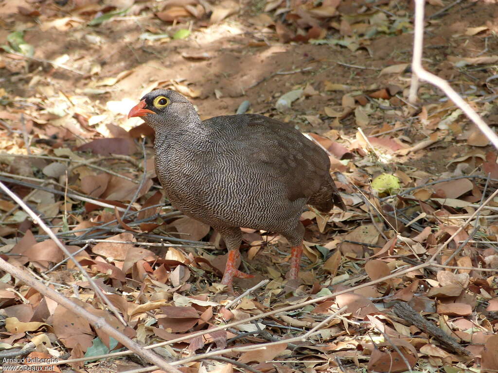 Francolin à bec rougeadulte, habitat