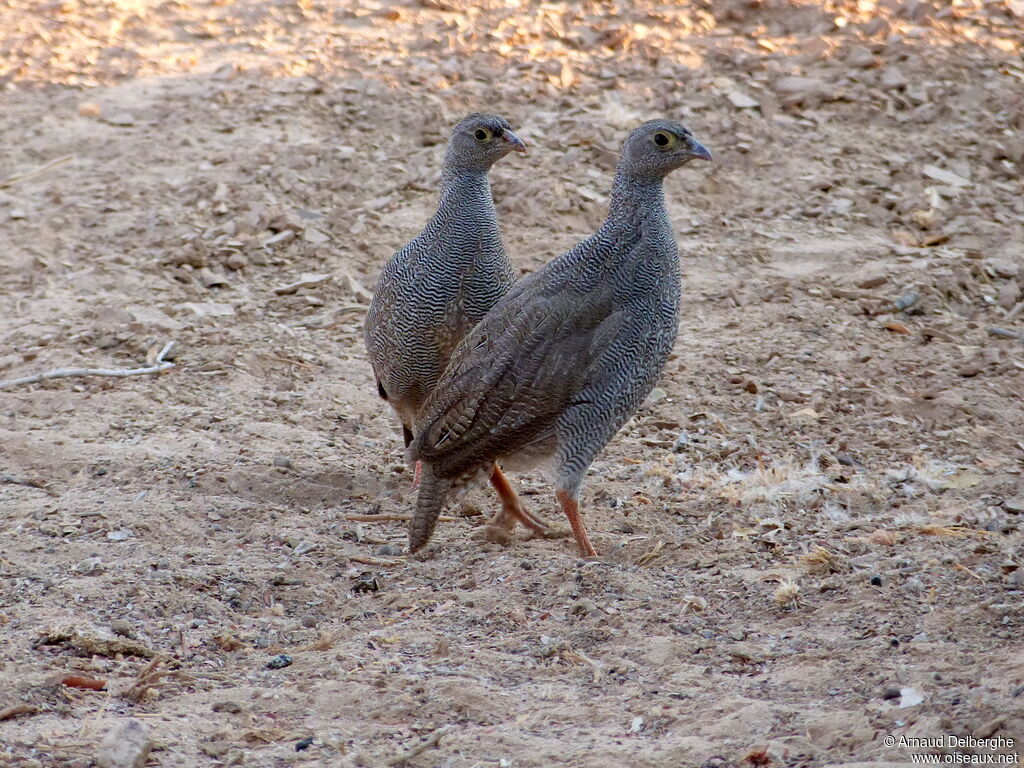 Red-billed Spurfowl