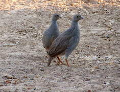 Francolin à bec rouge