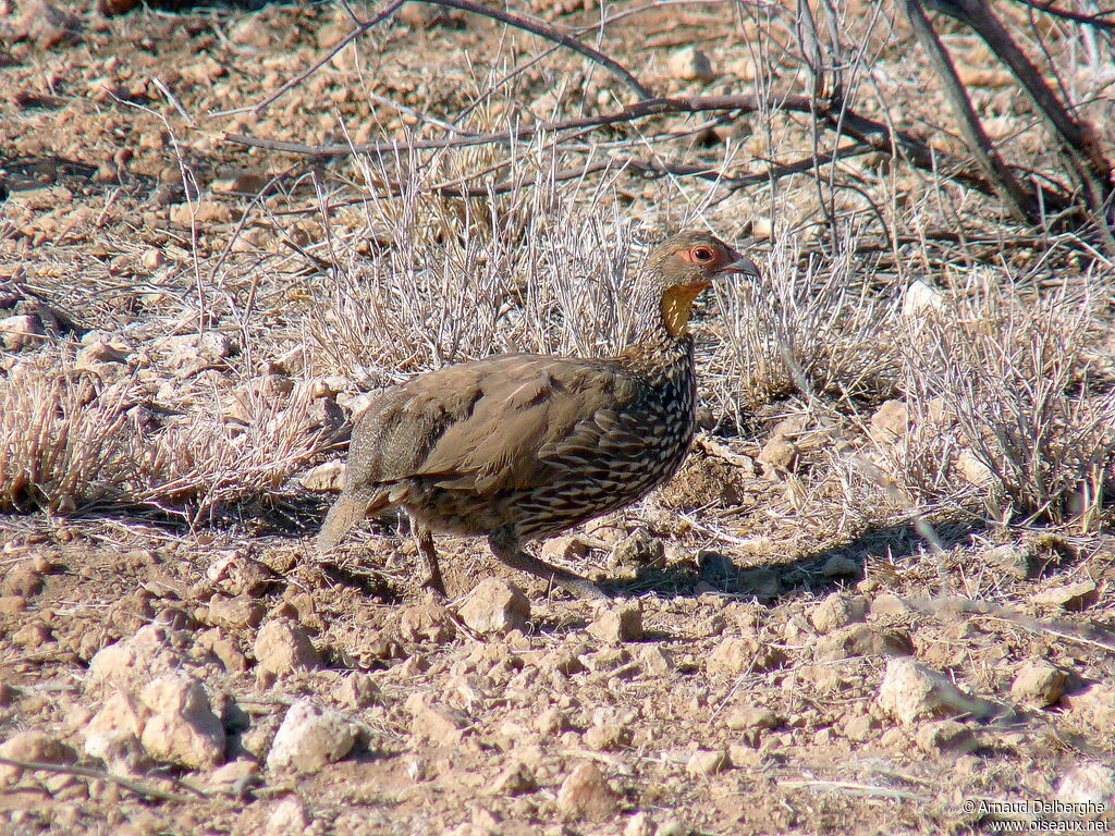 Yellow-necked Spurfowl