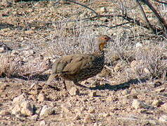 Francolin à cou jaune