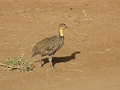 Francolin à cou jaune