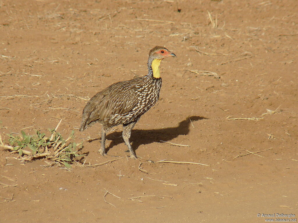 Yellow-necked Spurfowl