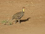 Francolin à cou jaune