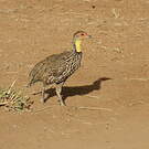 Francolin à cou jaune