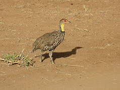 Francolin à cou jaune