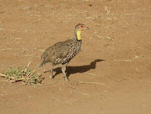 Francolin à cou jaune