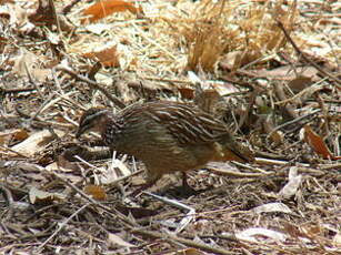 Francolin huppé