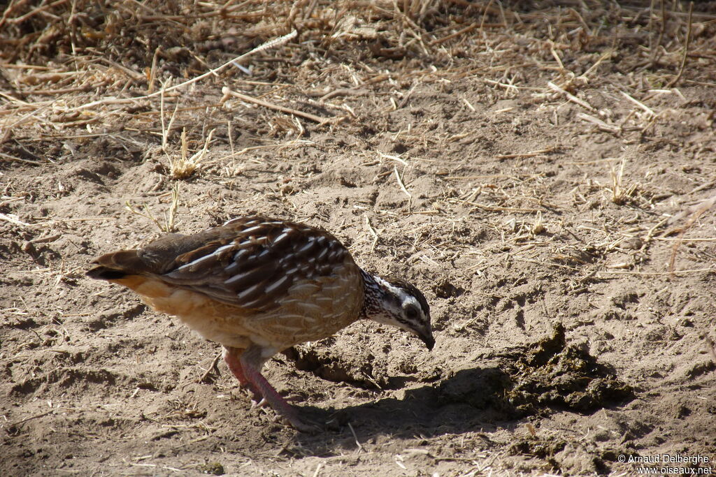 Francolin huppé