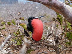 Great Frigatebird