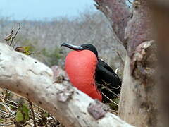 Great Frigatebird