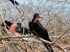 Great Frigatebird