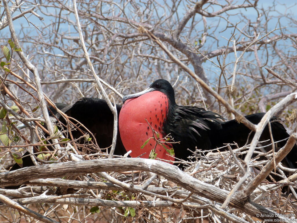 Great Frigatebird