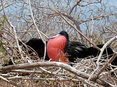 Great Frigatebird