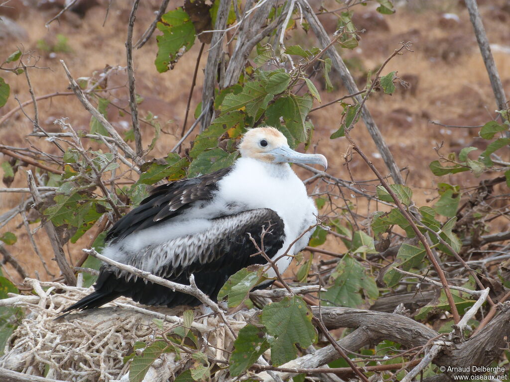 Great Frigatebirdjuvenile