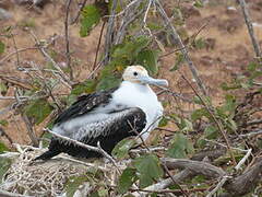 Great Frigatebird