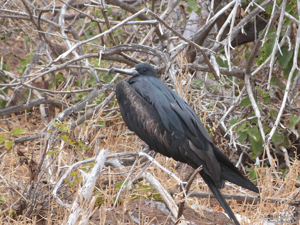 Great Frigatebird