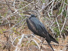 Great Frigatebird