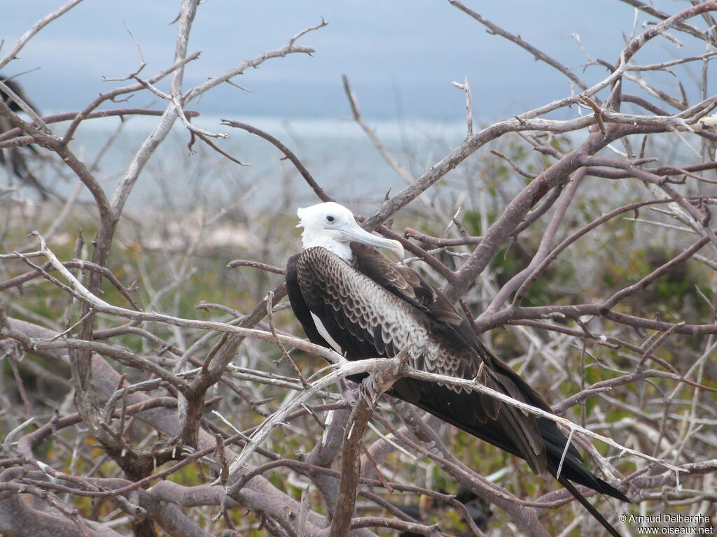 Great Frigatebird