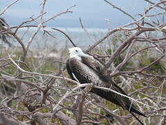 Great Frigatebird