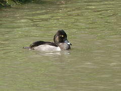 Ring-necked Duck