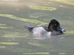 Ring-necked Duck