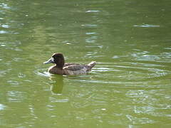 Lesser Scaup