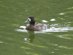 Lesser Scaup