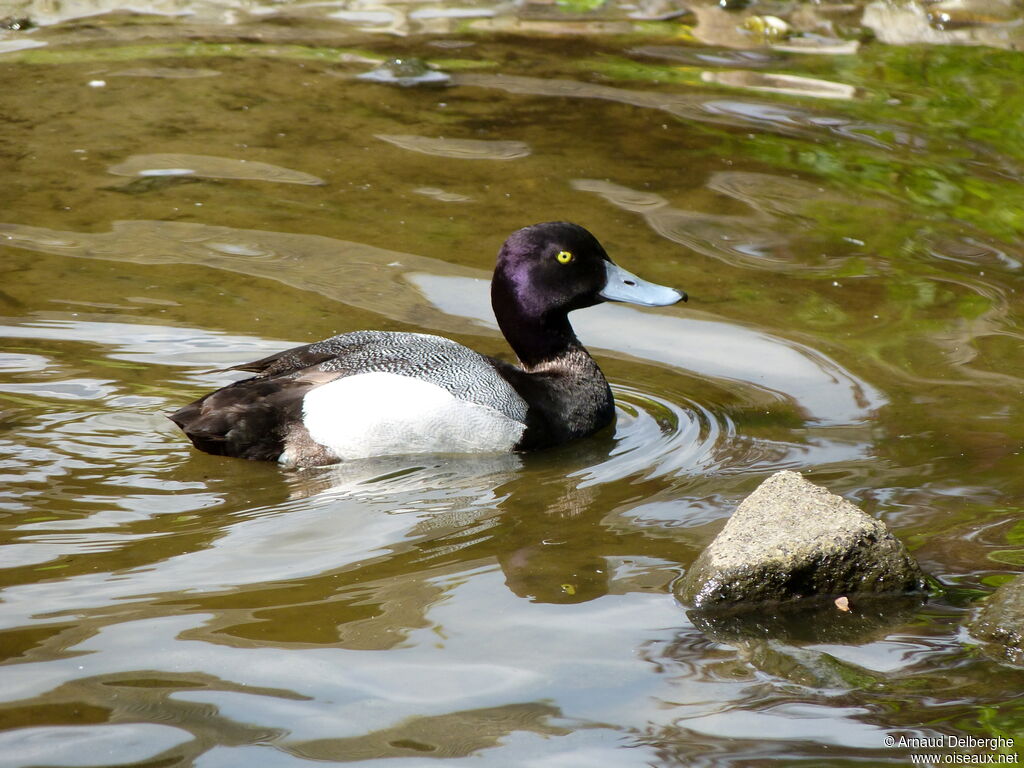 Fuligule à tête noire mâle