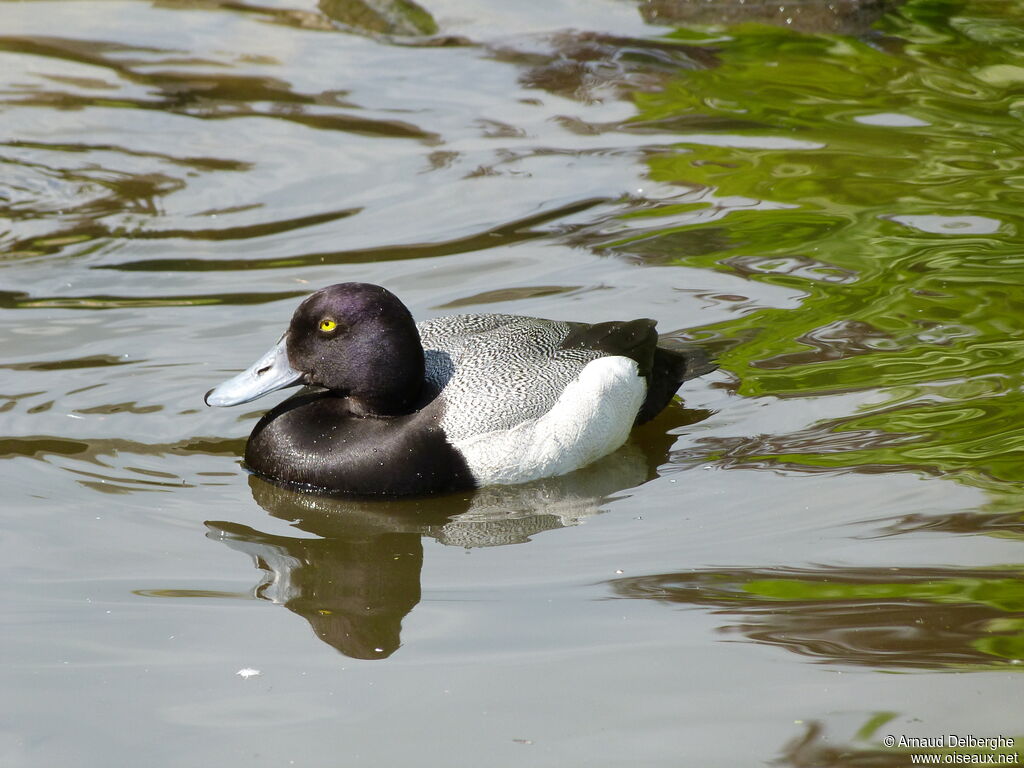 Lesser Scaup male