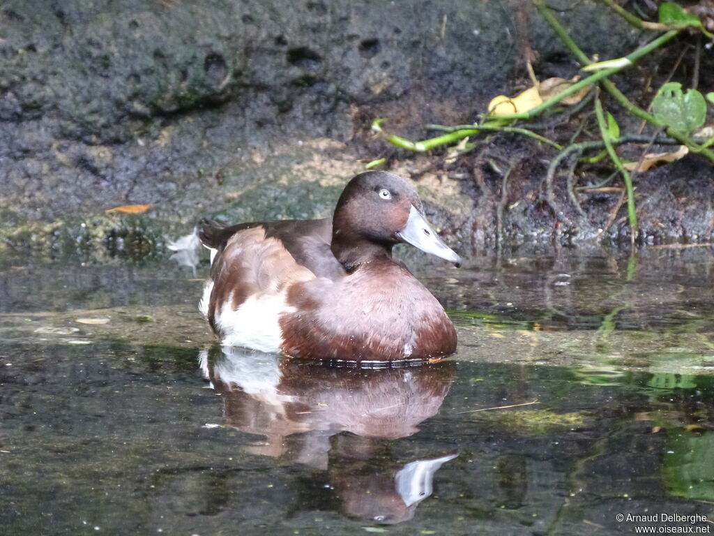 Baer's Pochard