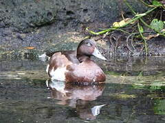 Baer's Pochard