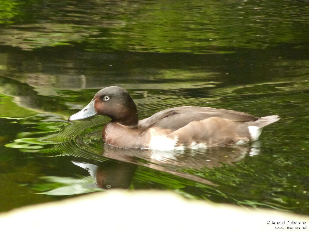 Baer's Pochard