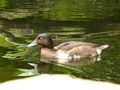 Baer's Pochard