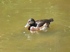 Baer's Pochard