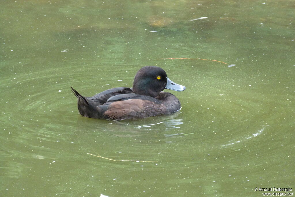 New Zealand Scaup