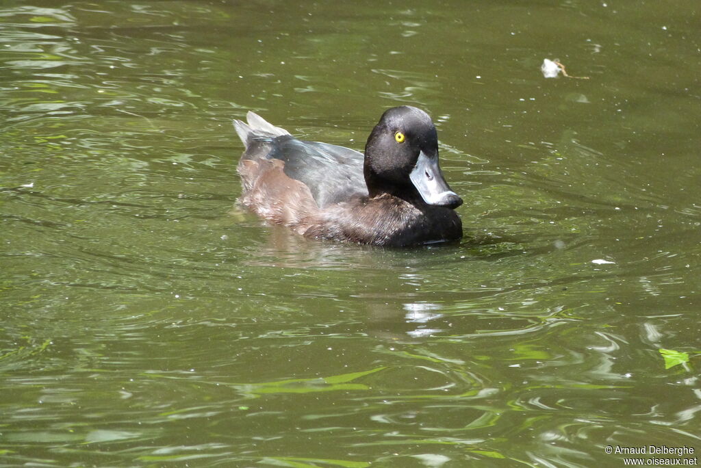 New Zealand Scaup