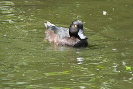 New Zealand Scaup