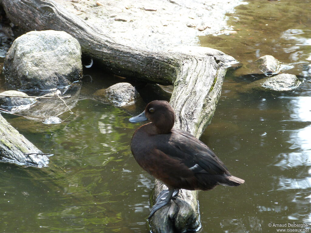 New Zealand Scaup female