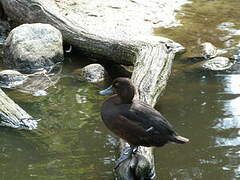 New Zealand Scaup