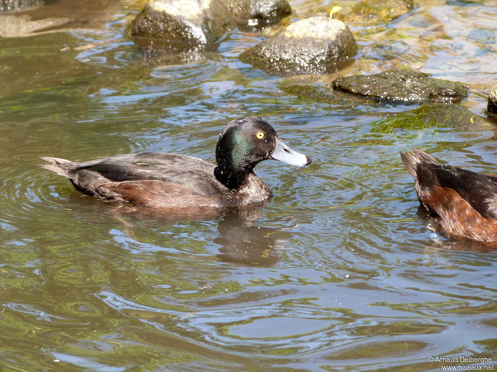 New Zealand Scaup